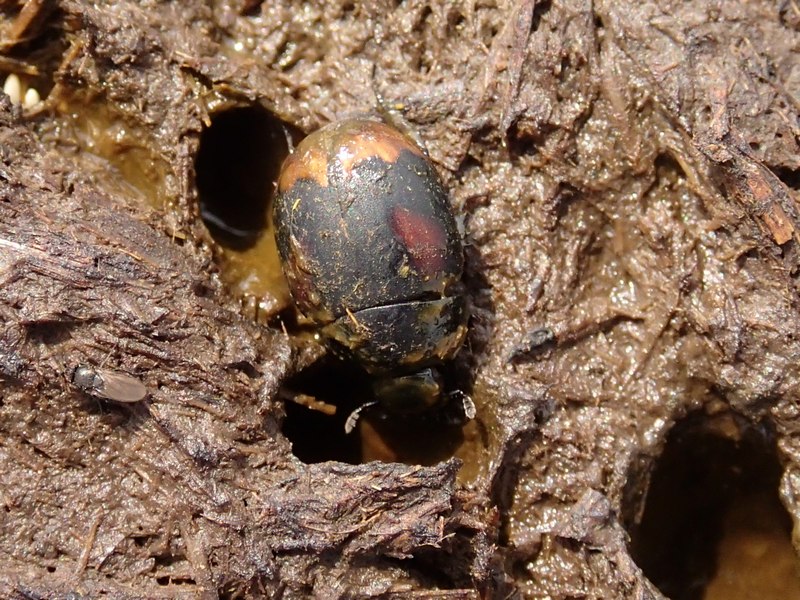 Histeridae? No. Hydrophilidae genere Sphaeridium